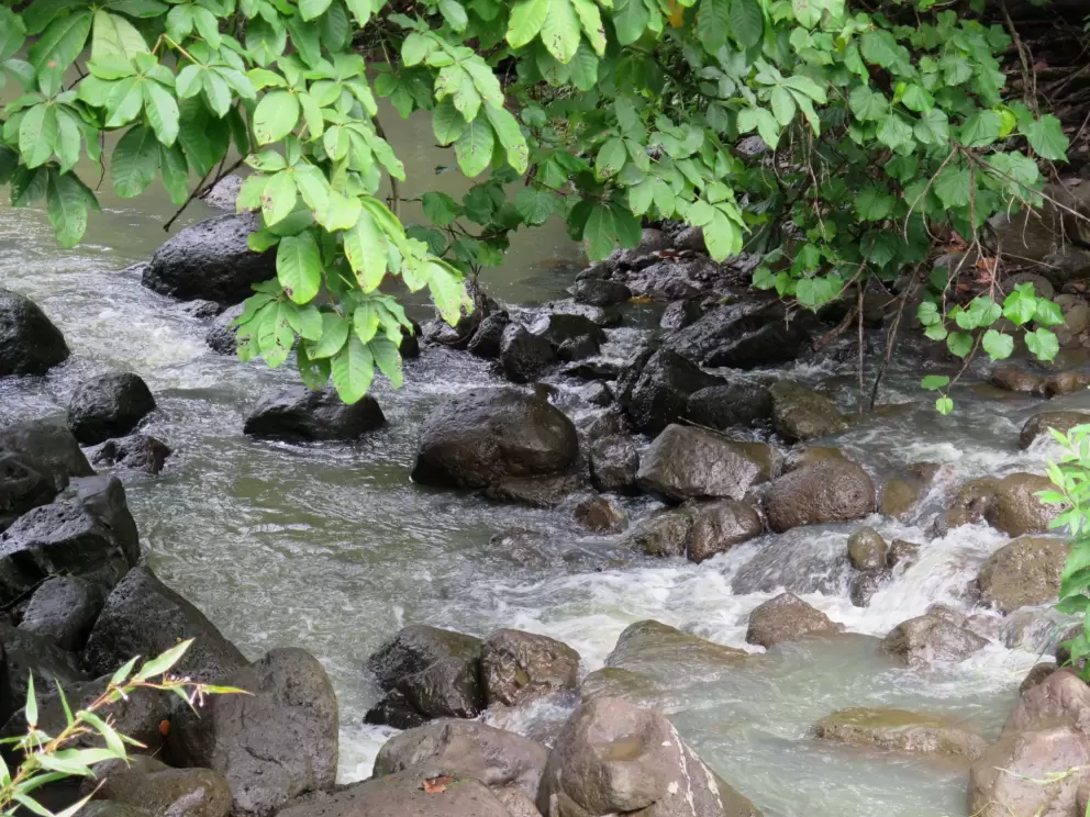 Leaves hanging over the stream.