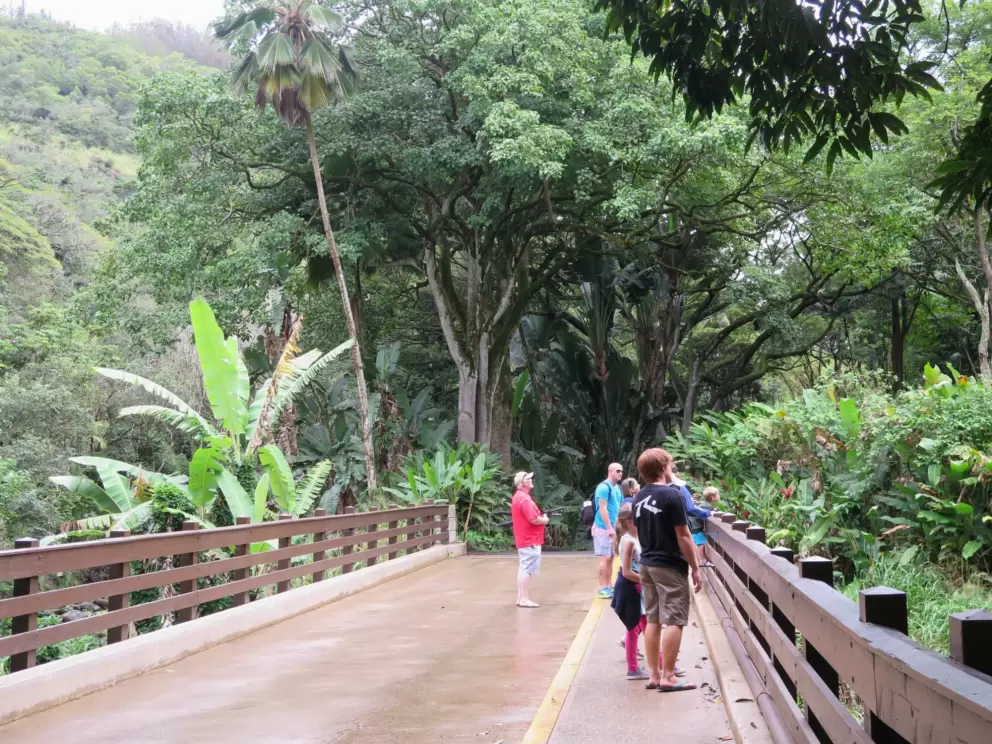 Visitors crossing the stream heading to lush glorious trees ahead.
