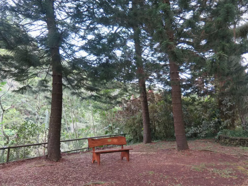 Wooden bench and pines.