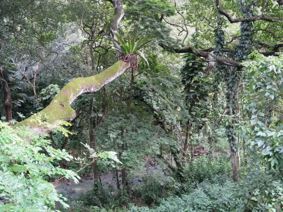 Mossy branch.