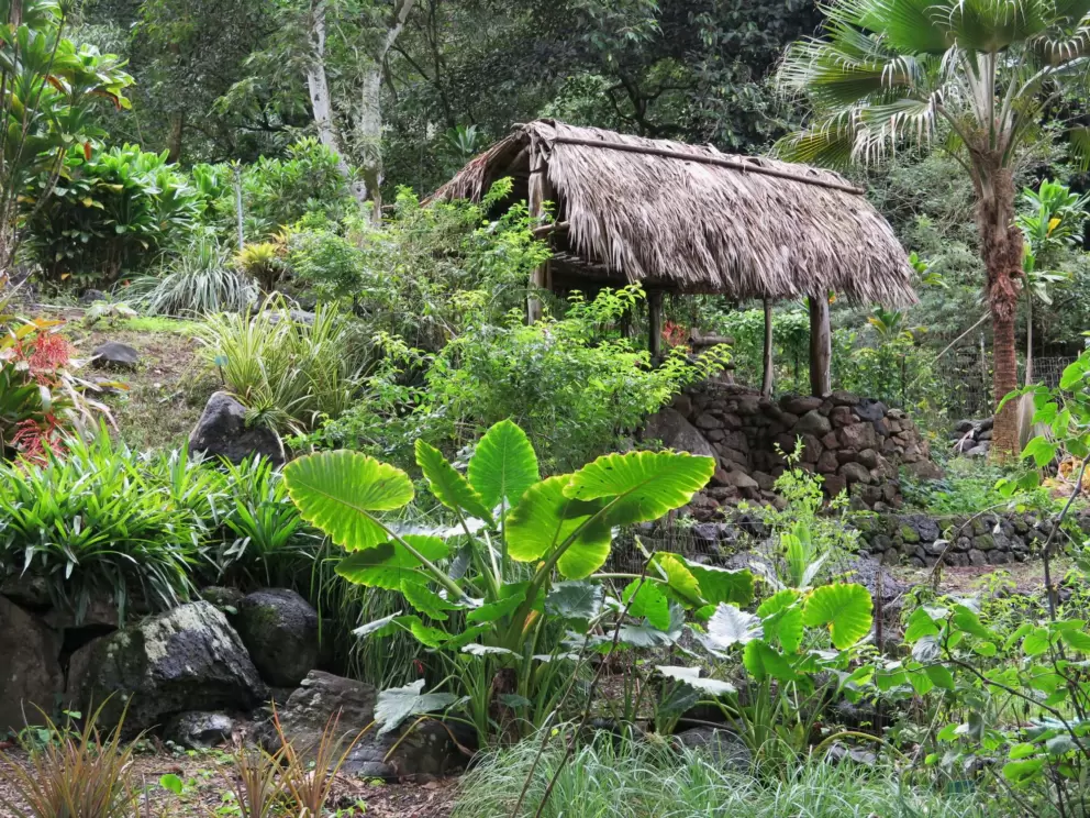 Tropical plants and grass shack.