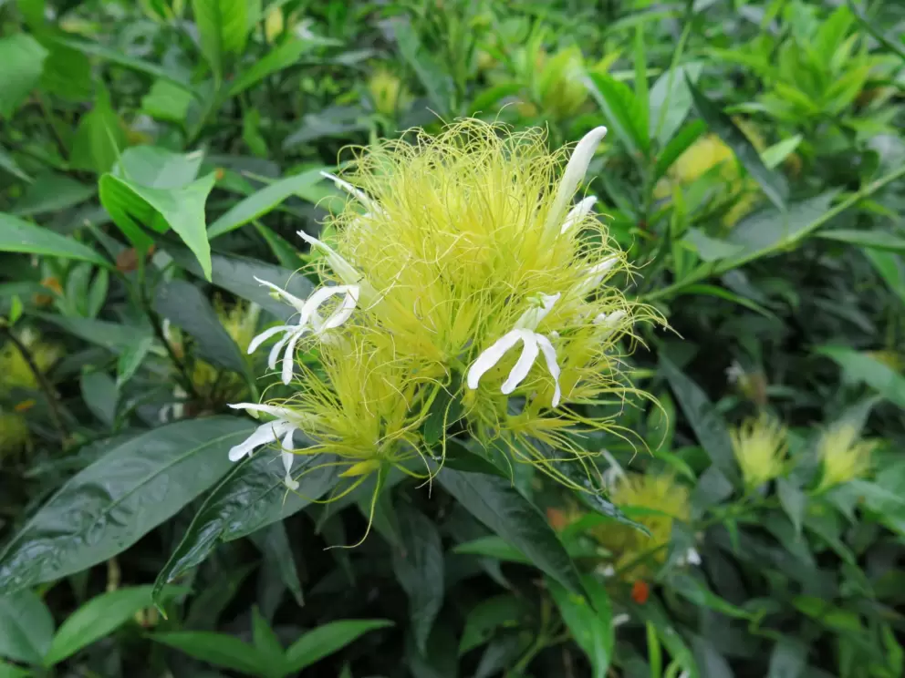 Unusual flower. 