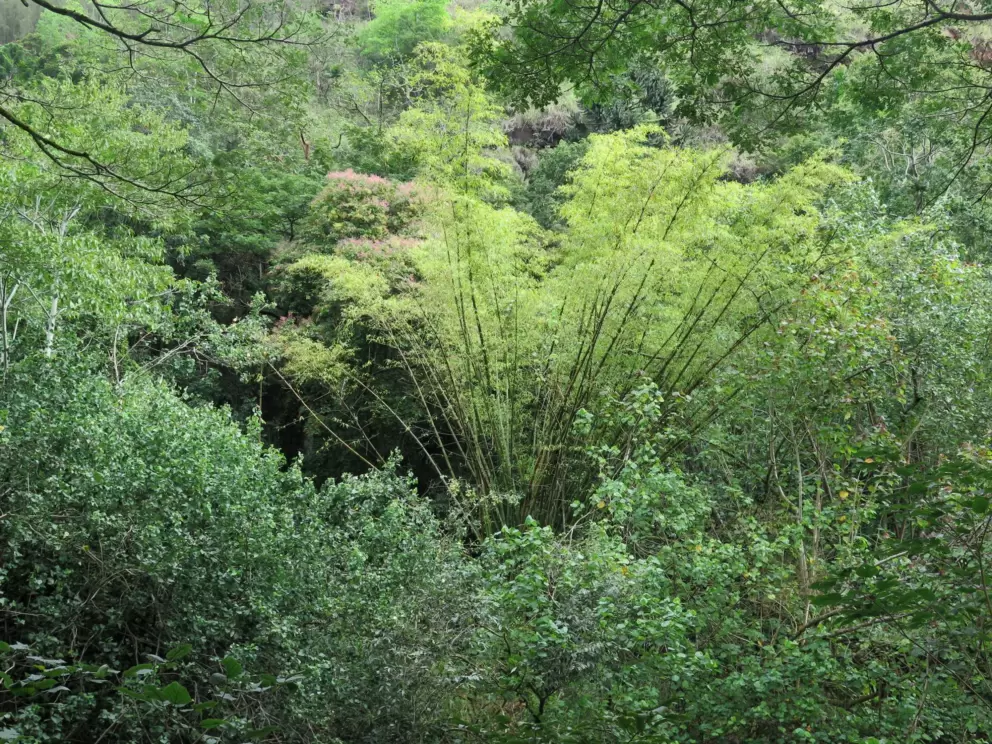 An abundance of green!