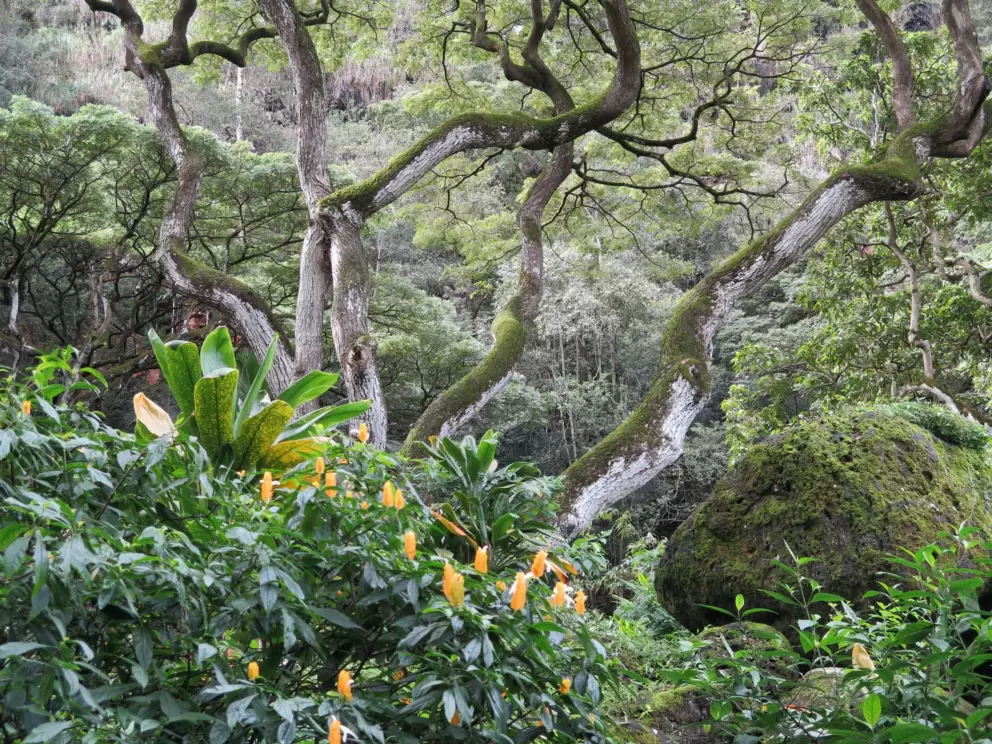 Trees and plants galore.