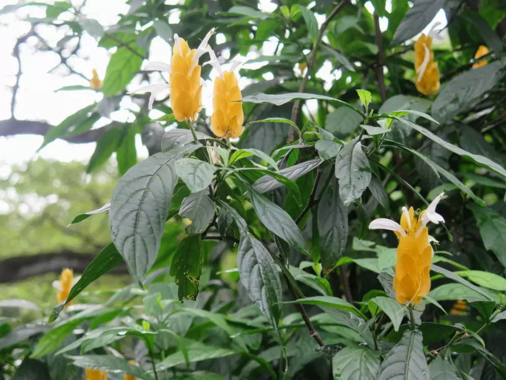 Yellow and white flowers.