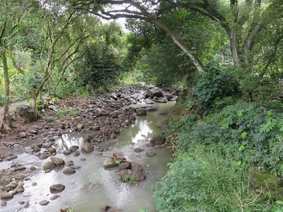 Shady stream.