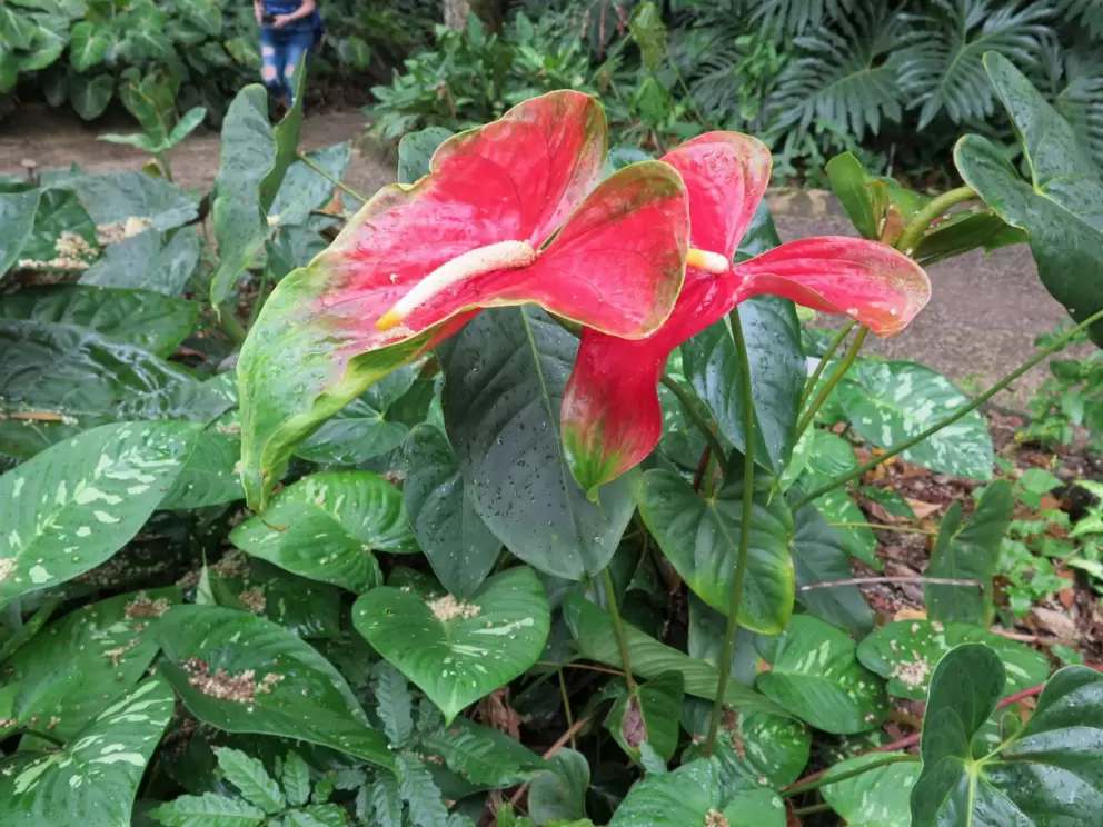 Red anthurium.