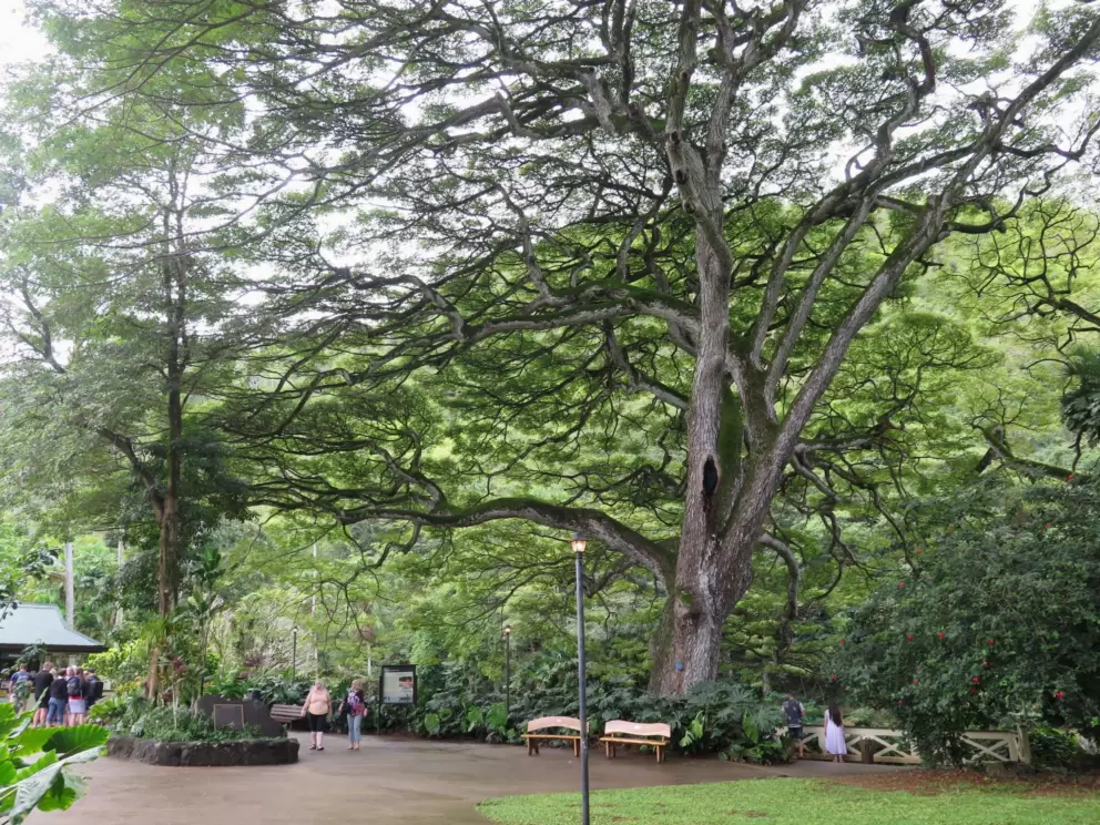 The Albizia Saman Monkeypod tree fills you with awe. 