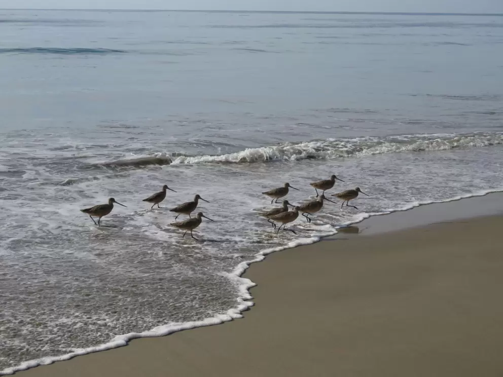 Cute birds running from a wave.