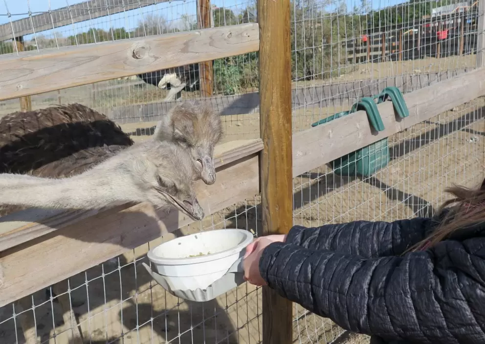 Feeding the ostriches.