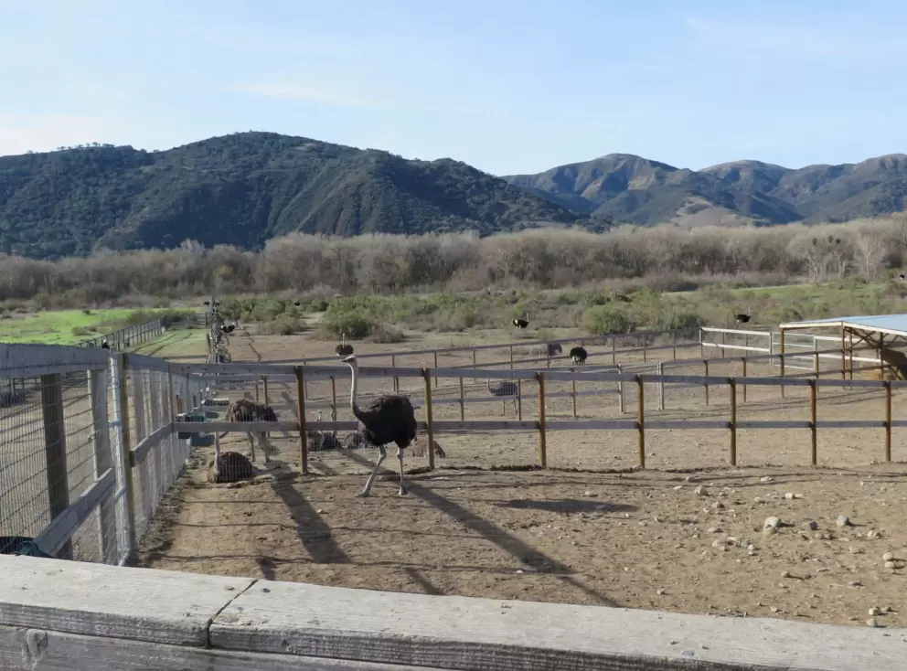 The ostriches have a mountain view!