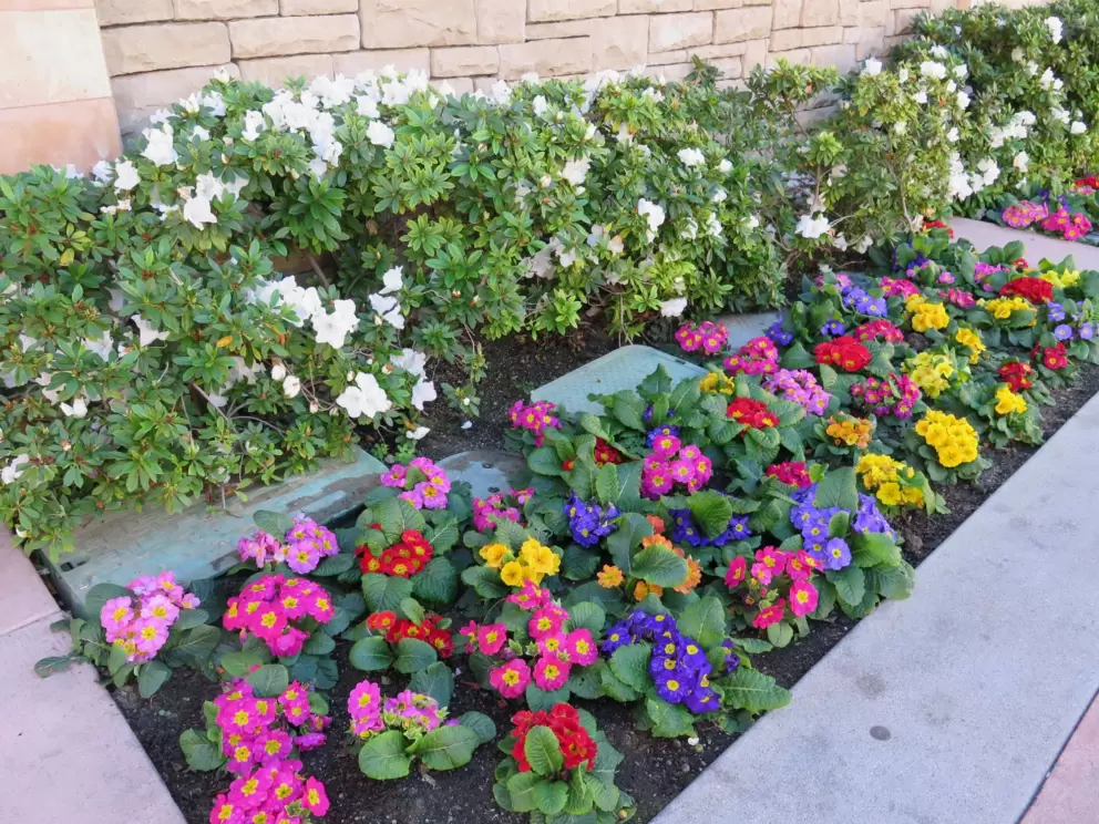 Pretty flowers along the walkway.