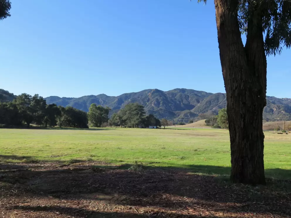 Peaceful scene and lovely green grass.