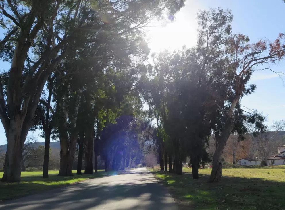 Allee of Eucalyptus trees at the entrance.