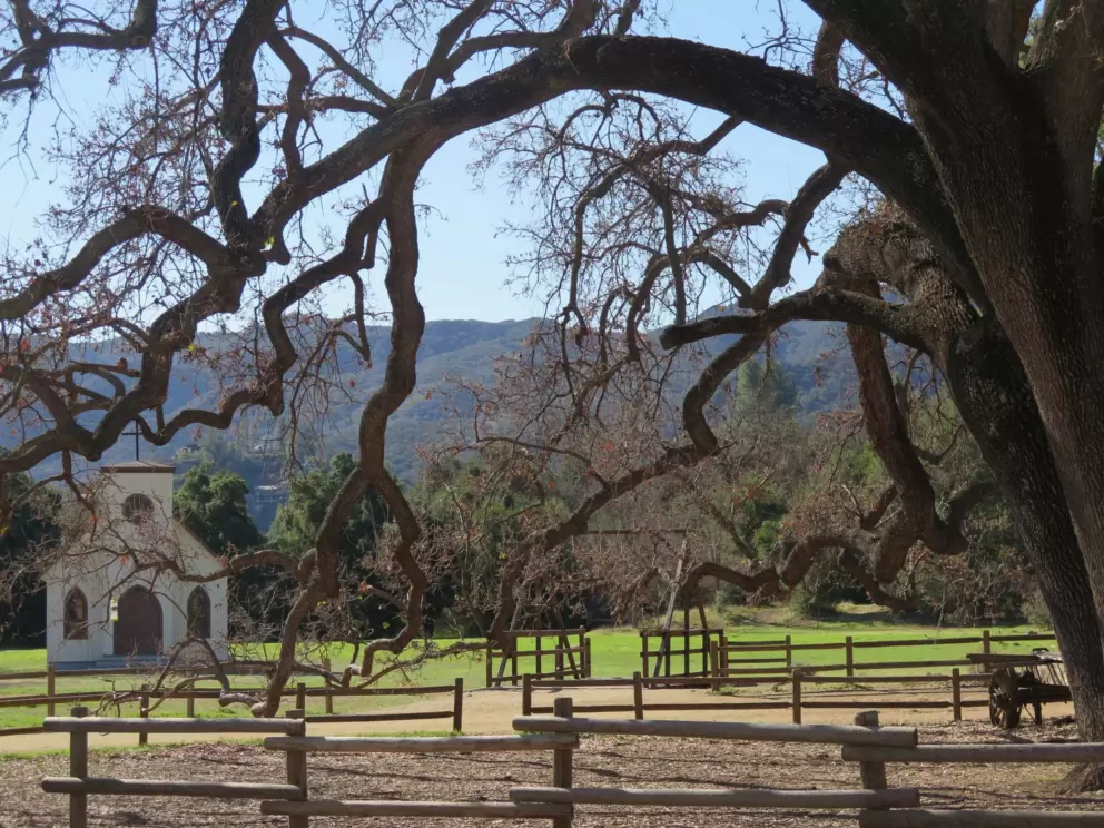 Old oak tree.
