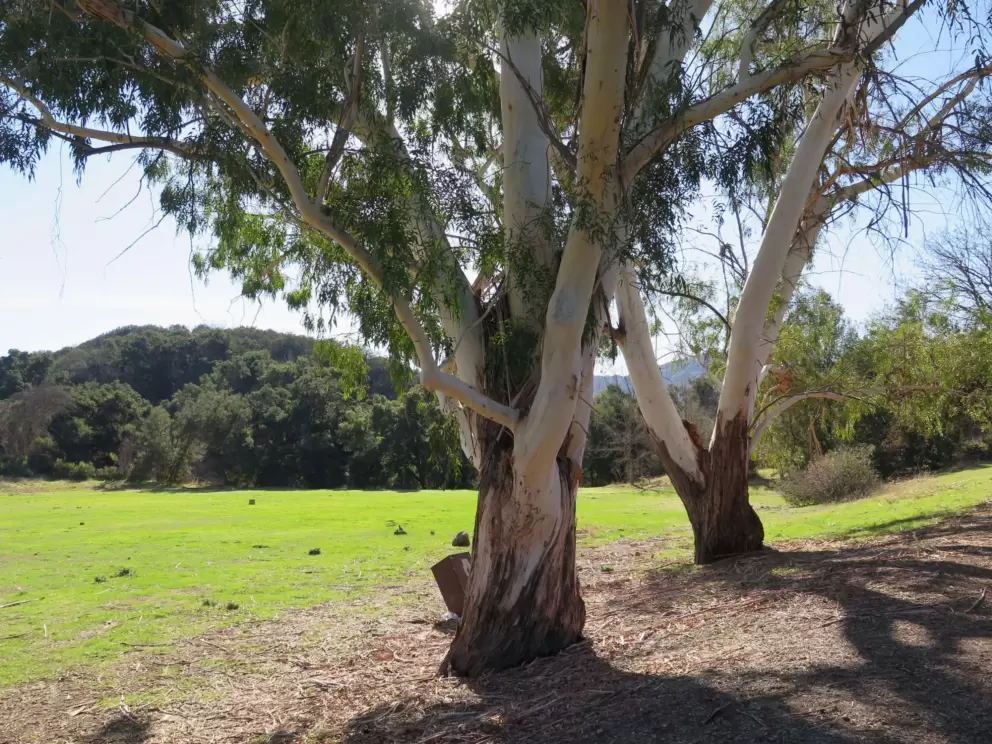 Green grass and pretty trees.