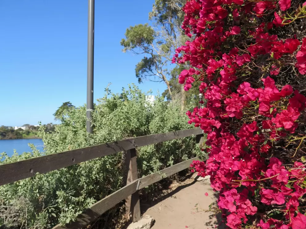 Dark pink bougainvillea on the path that winds around the lagoon from Campus Point Beach to the San Nicolas Residence Hall.