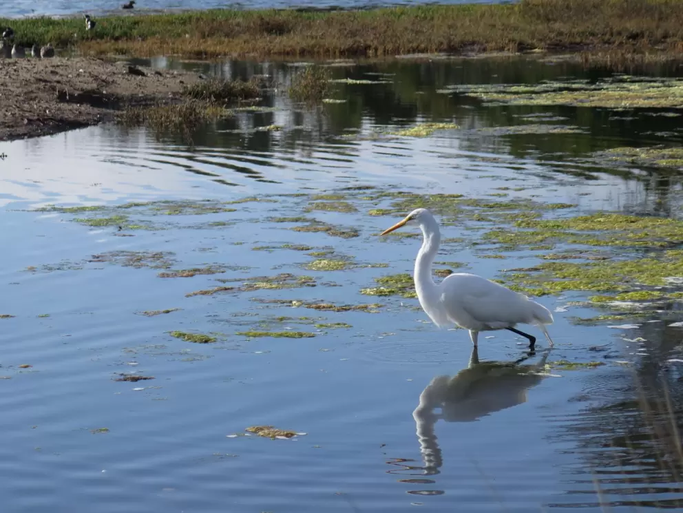 Great Egret in the lagoon.