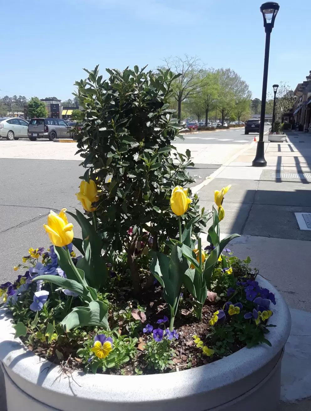 Flower pot with tulips at Eastgate Crossing Shopping Plaza.