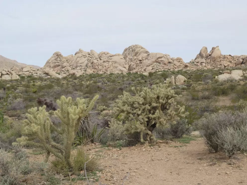 Teddy bear cholla and flintstone-style rock formations.