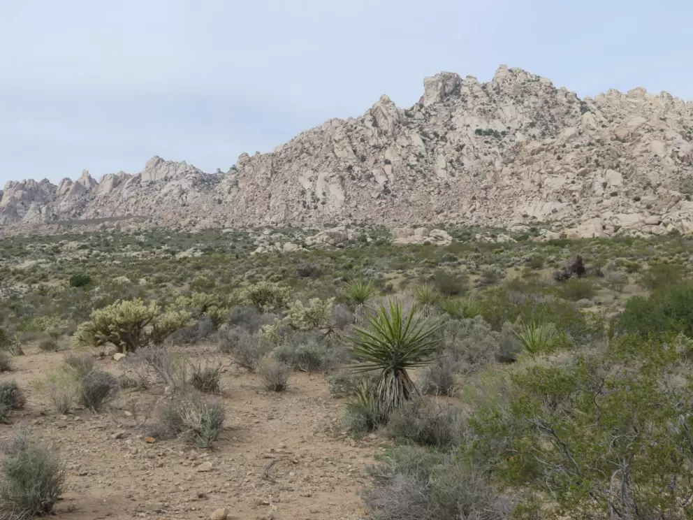 Jagged mountains and desert plants.