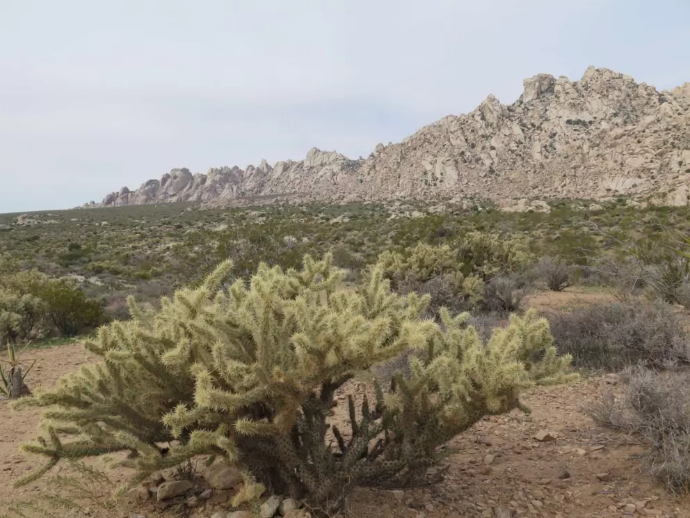 Teddy bear cholla and mountain range.