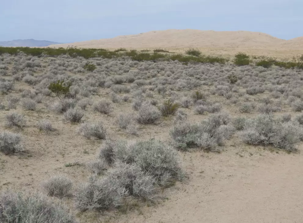 Little silvery desert plants and dunes in the distance.