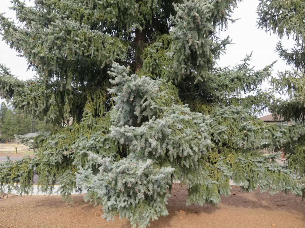 Silvery pine tree.