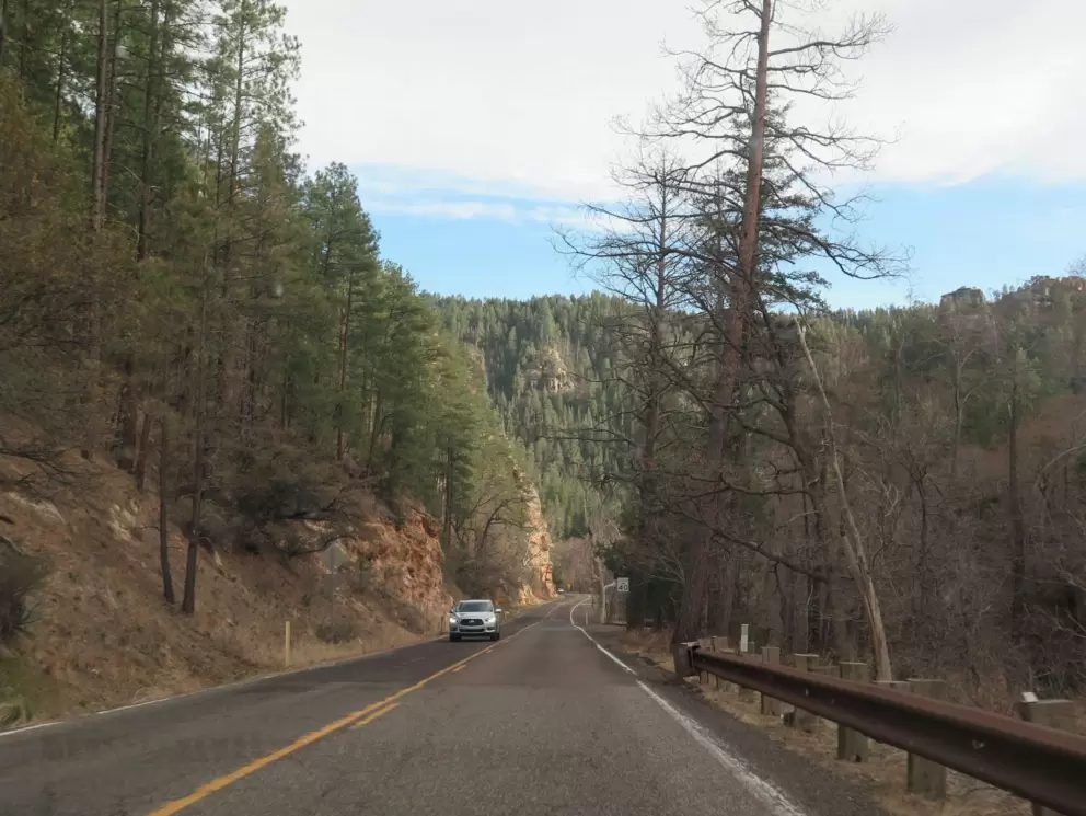 Driving toward sunlit pine trees.