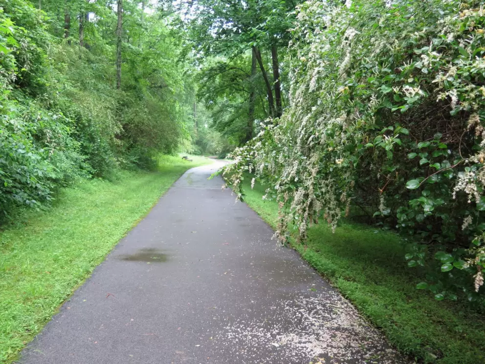 Petals on the path. 