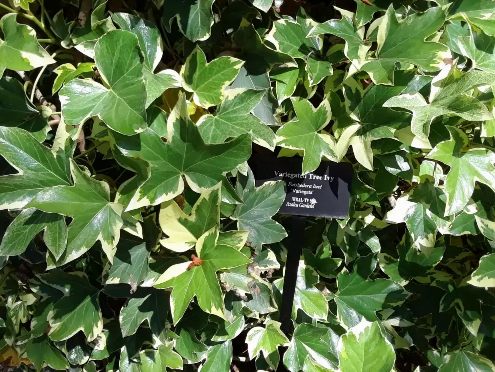 Variegated Tree Ivy.