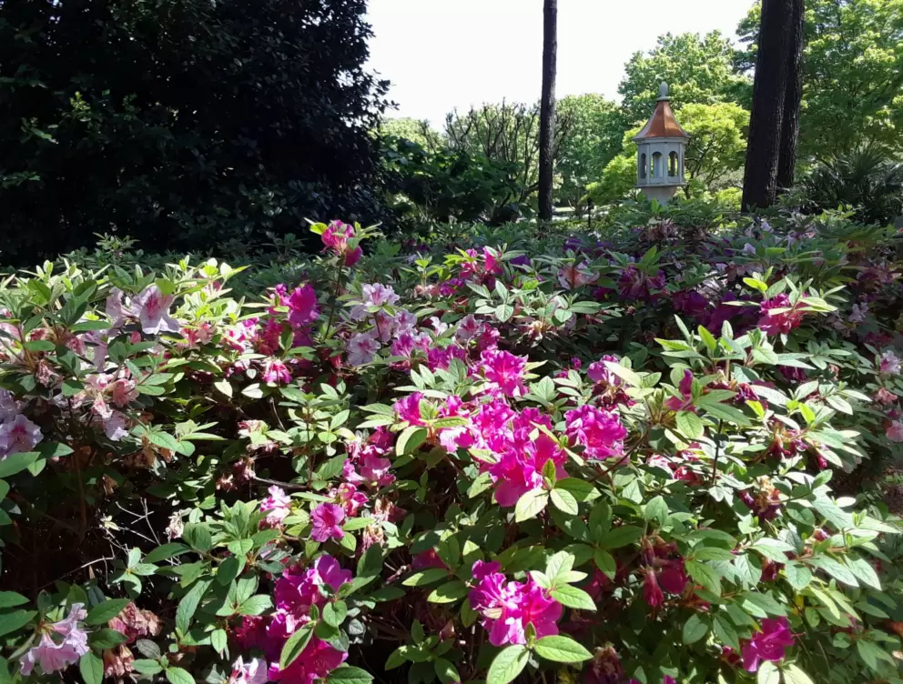 Little white lantern and hot pink flowers.