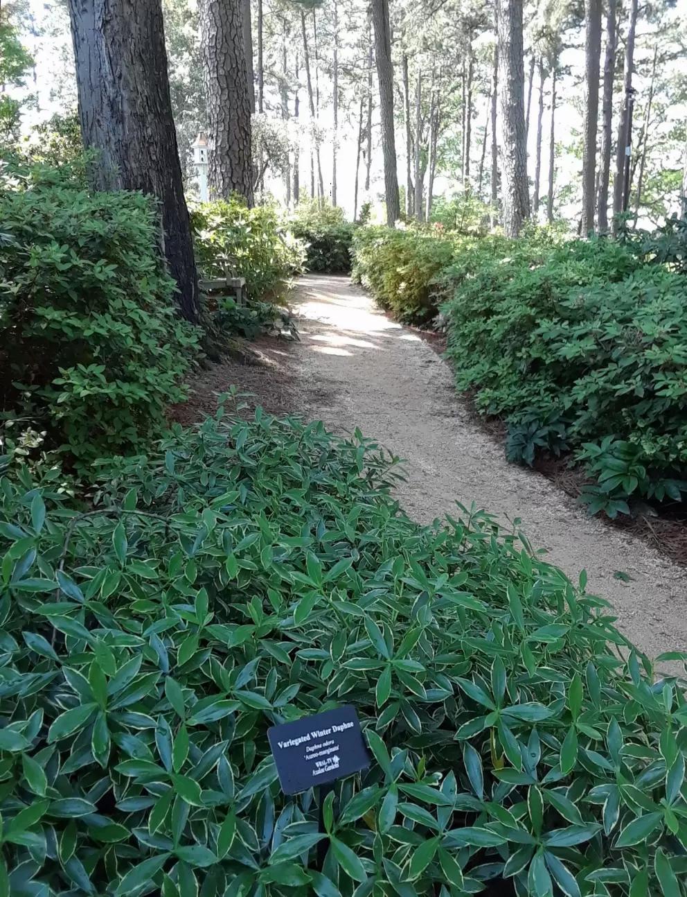 Variegated Winter Daphne along the path.
