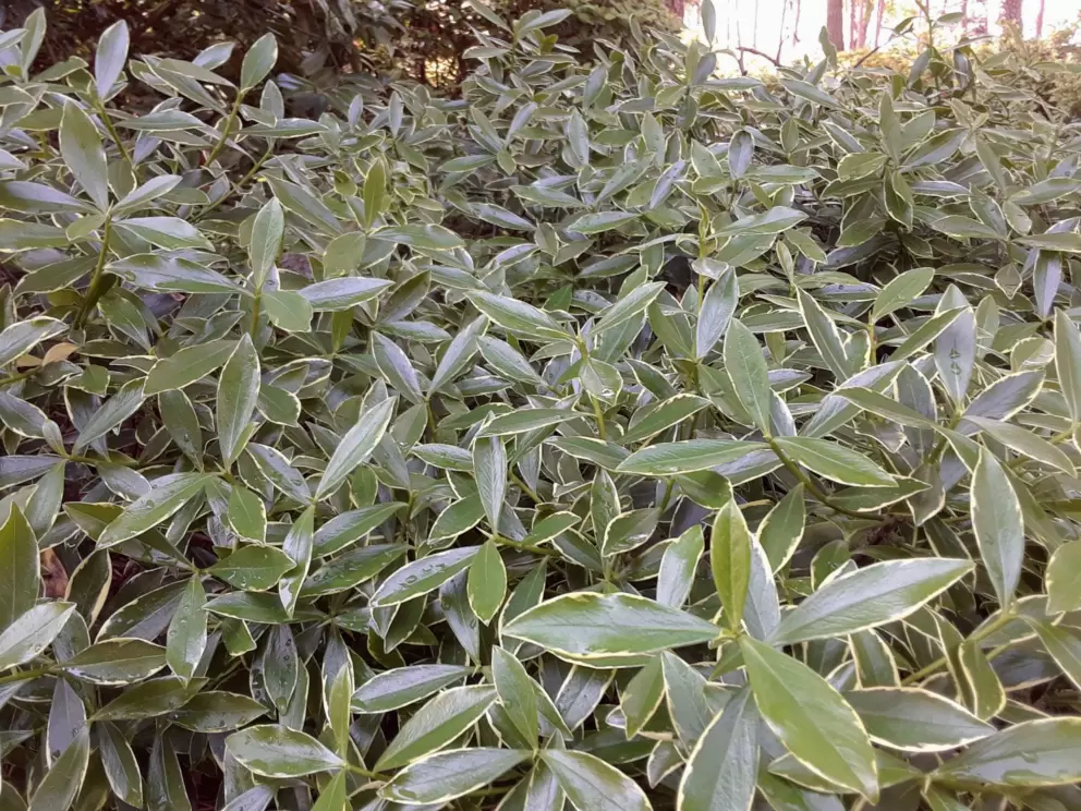 Variegated Winter Daphne closeup.