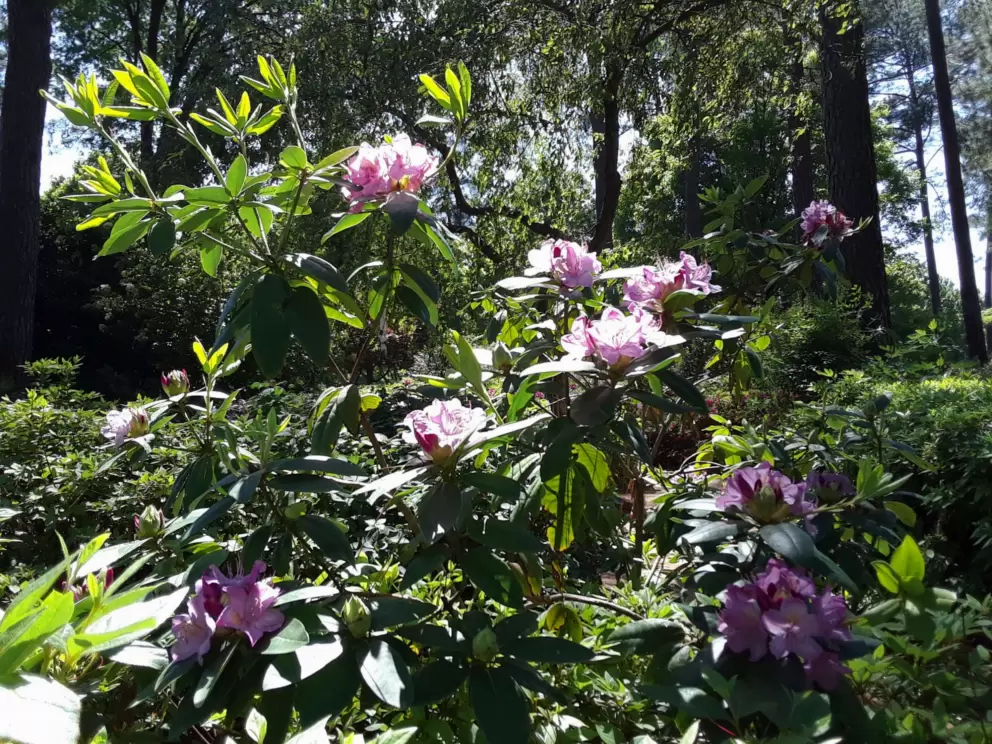 Flowers catching the light, and forest behind.