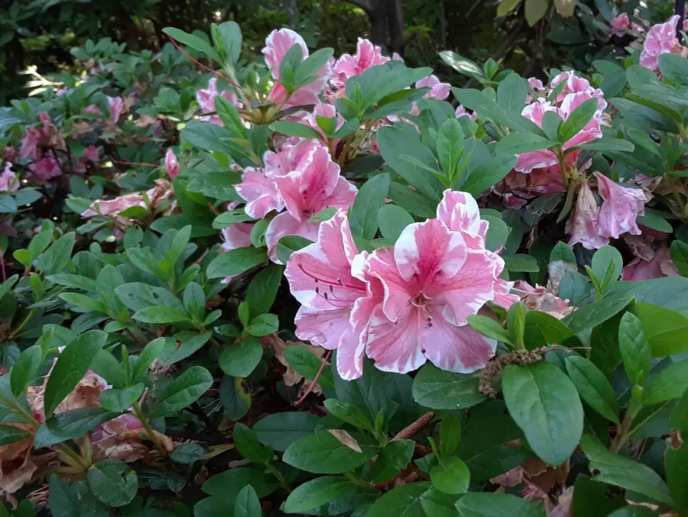 Roseum Elegans Rhododendrum.