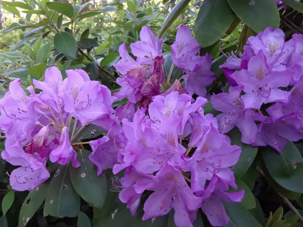 Purple rhododendrum.