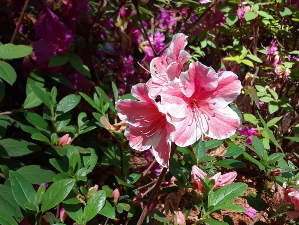 Cluster of three flowers.