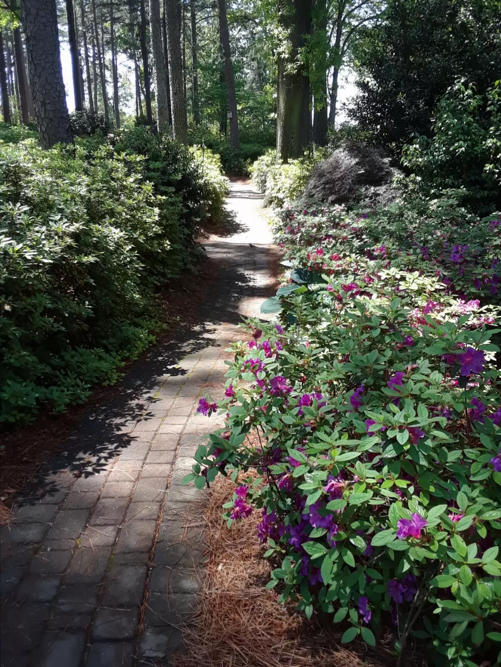 Purple flowers along the path.