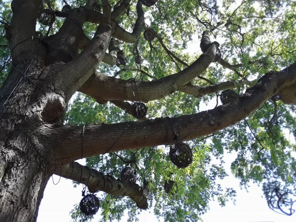 Decorations hanging in a tree.