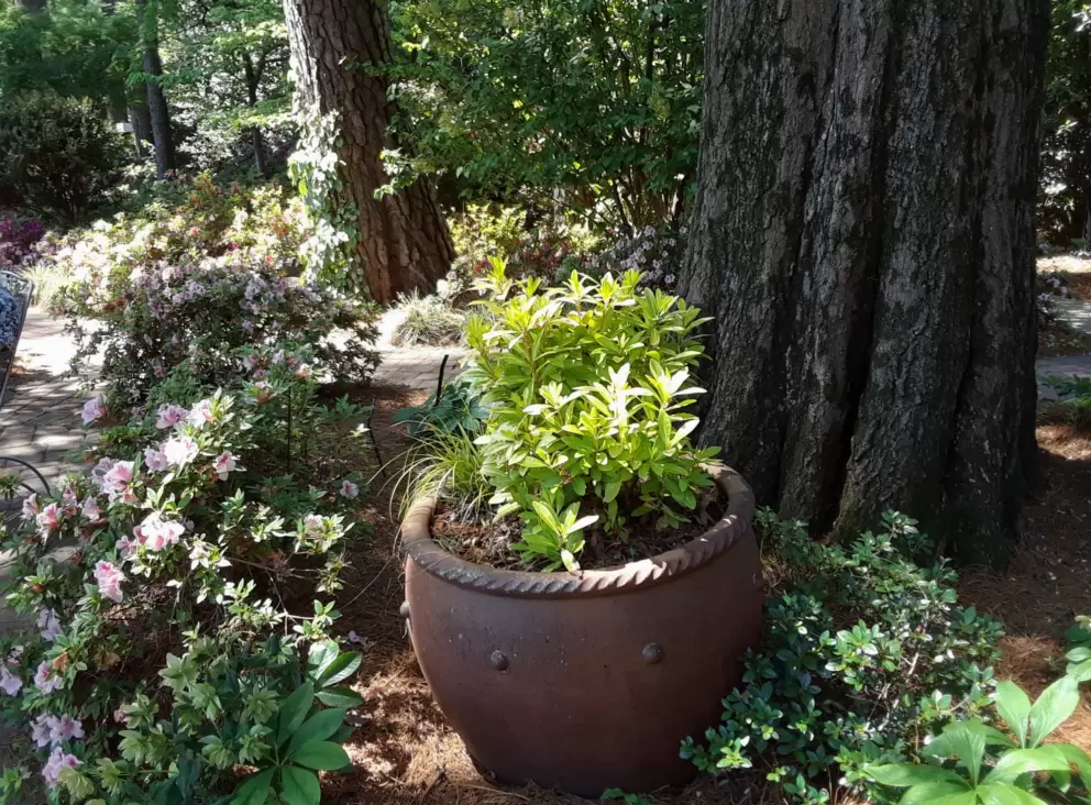 Pot in the sunlight.
