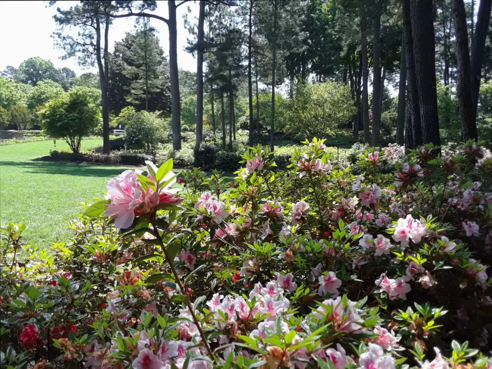 Flowers and sunny lawn behind.