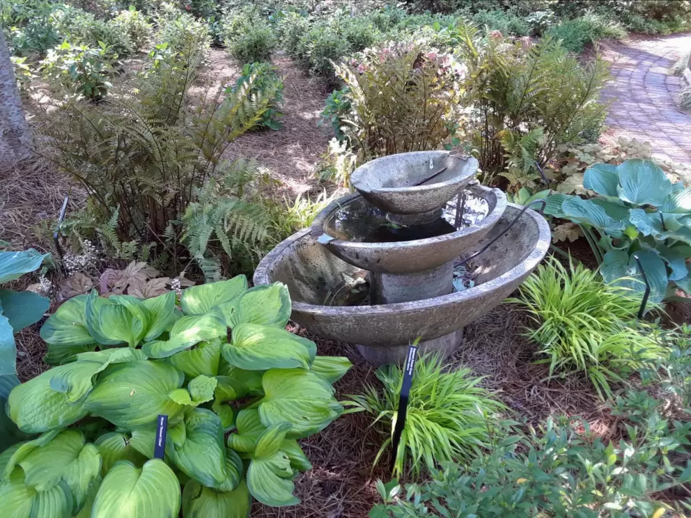 Fountain and Stained Glass plant.