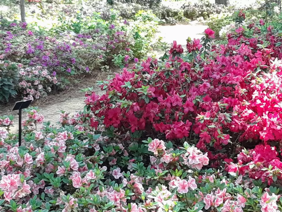Flowers of all shades of pink and purple!