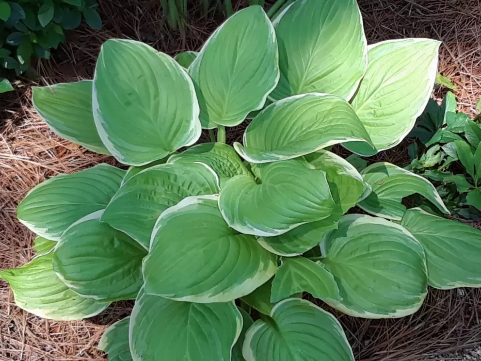 Beautiful plant outlined in white.