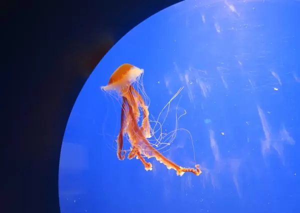 Jellyfish.
