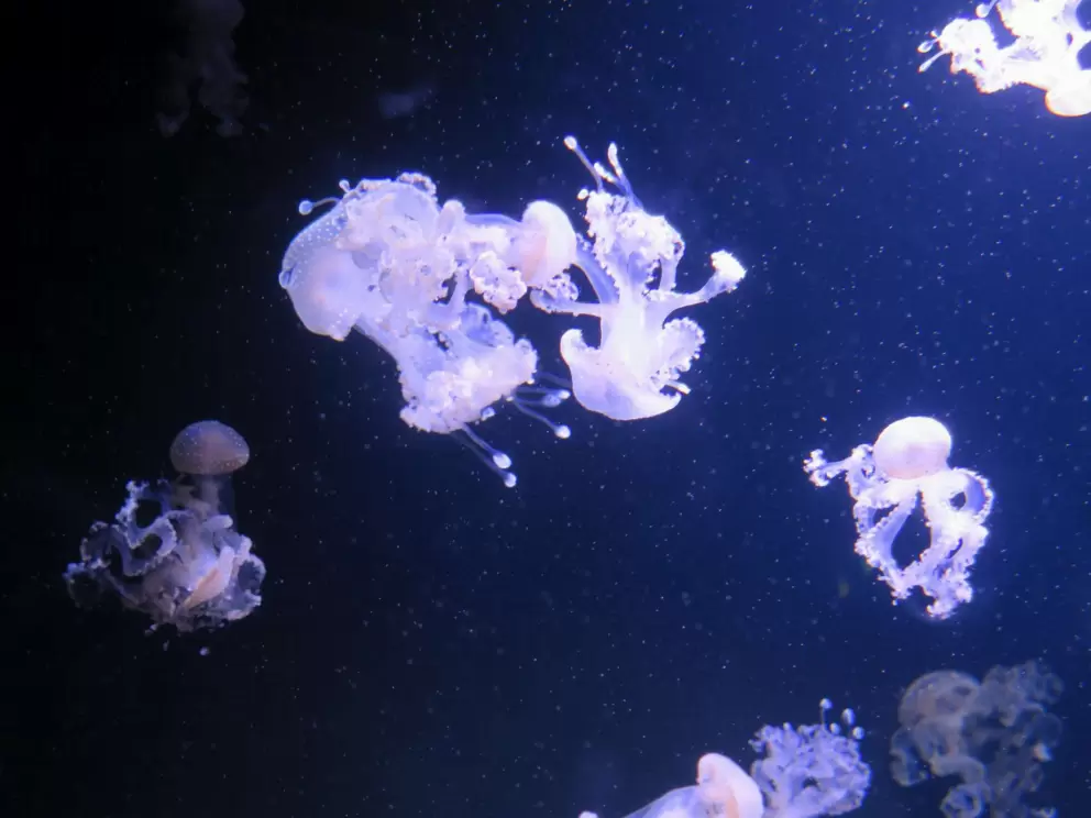 Spotted jellyfish.