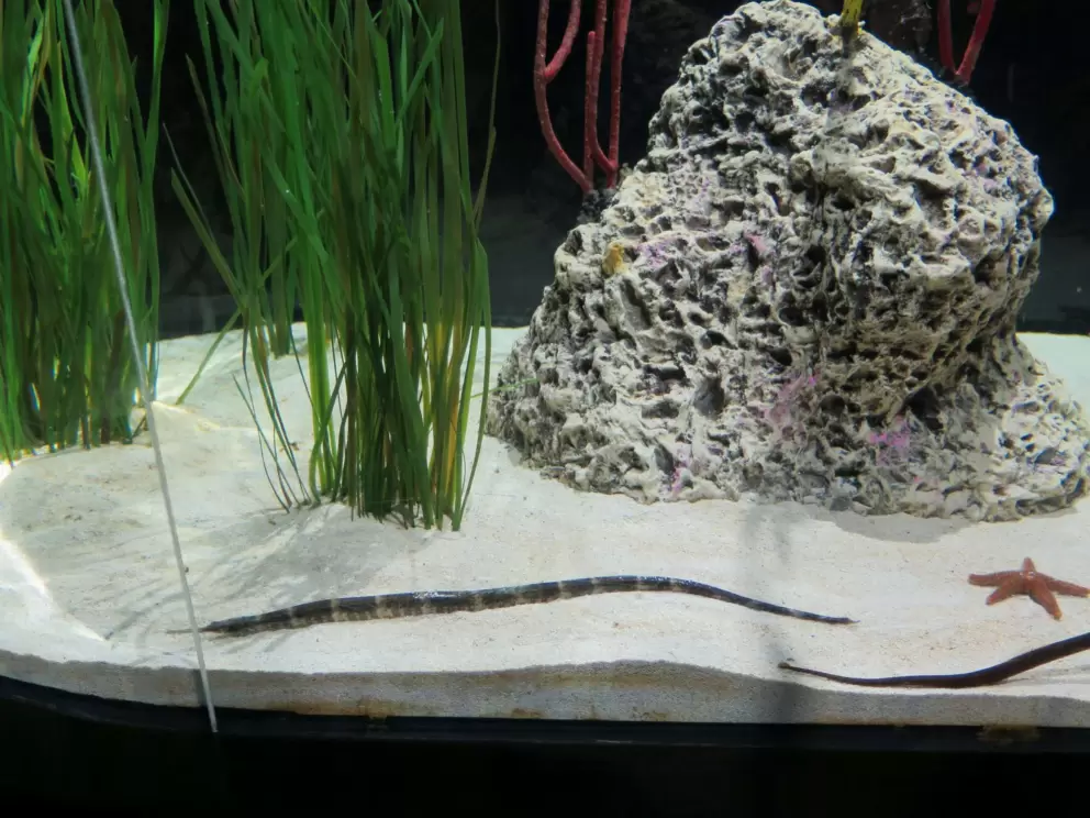 Needle fish and star fish.