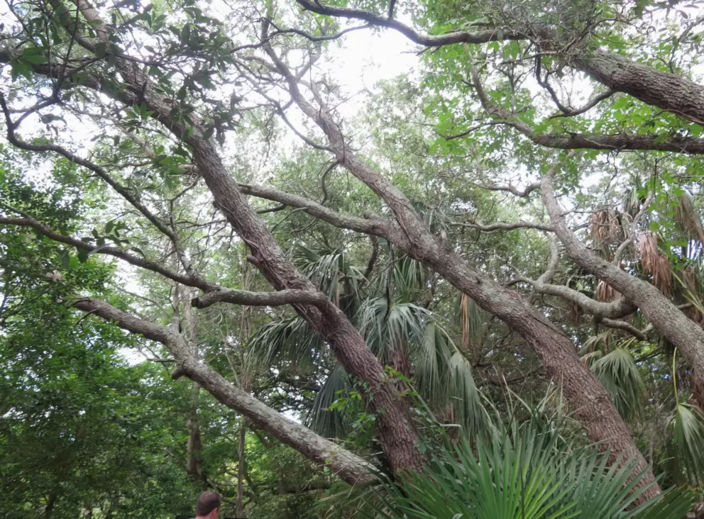 Jungly area of the outdoor walkway.