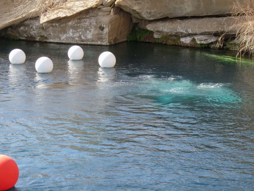 Bubbles from scuba divers.
